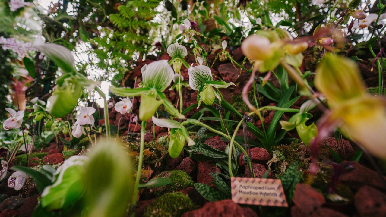 The display features more than 600 orchids spanning over 15 genera, including native species and hybrids.
