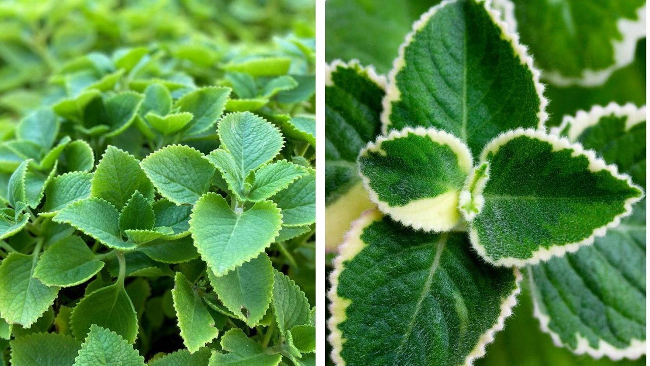 Indian borage leaves (left) & variegated Indian borage (right)