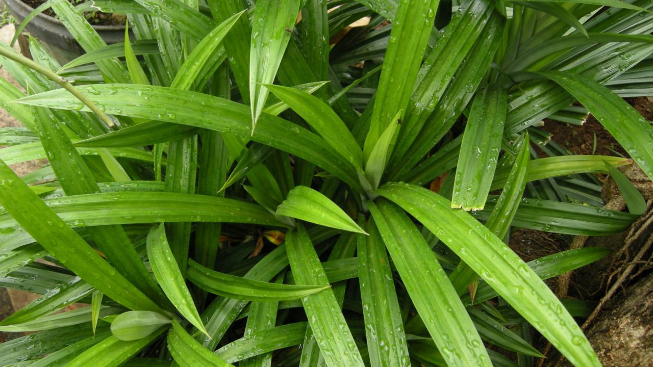 Pandan plant