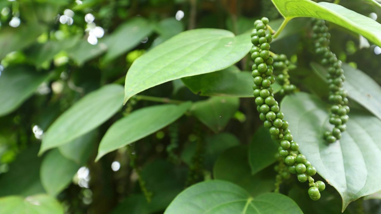 Black pepper plant