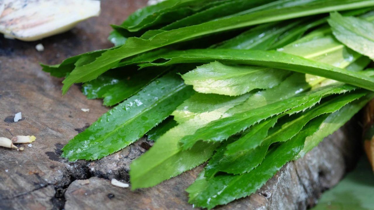 Sawtooth coriander leaves