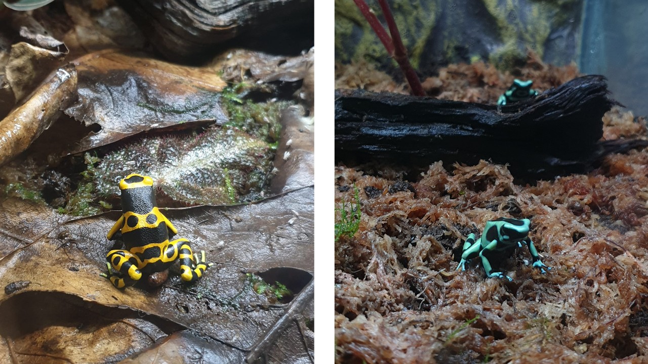 Dendrobates leucomelas ‘Banded’ (left) & Dendrobates auratus ‘Costa Rican Green and Black’ (right)
