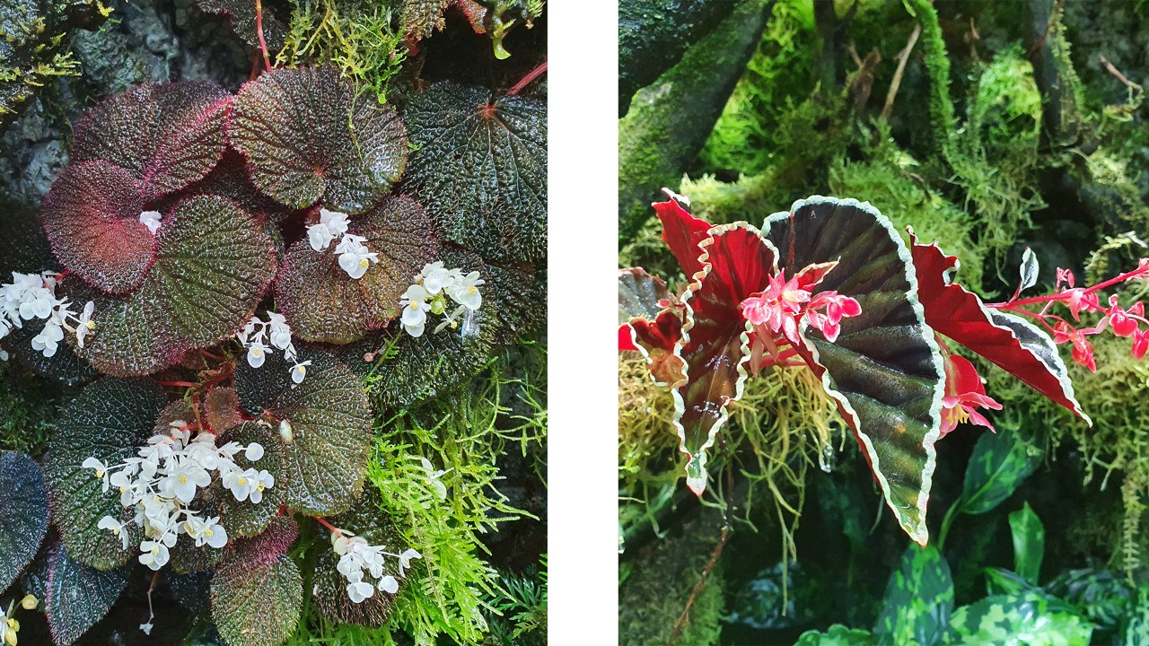 Begonia baik (left) & Begonia darthvaderiana (right)