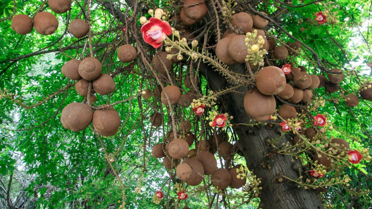 Fruit top by flowers