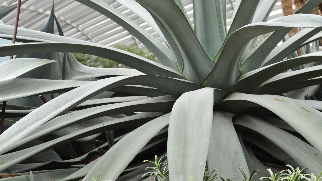 Century plant in Succulent Garden, Flower Dome