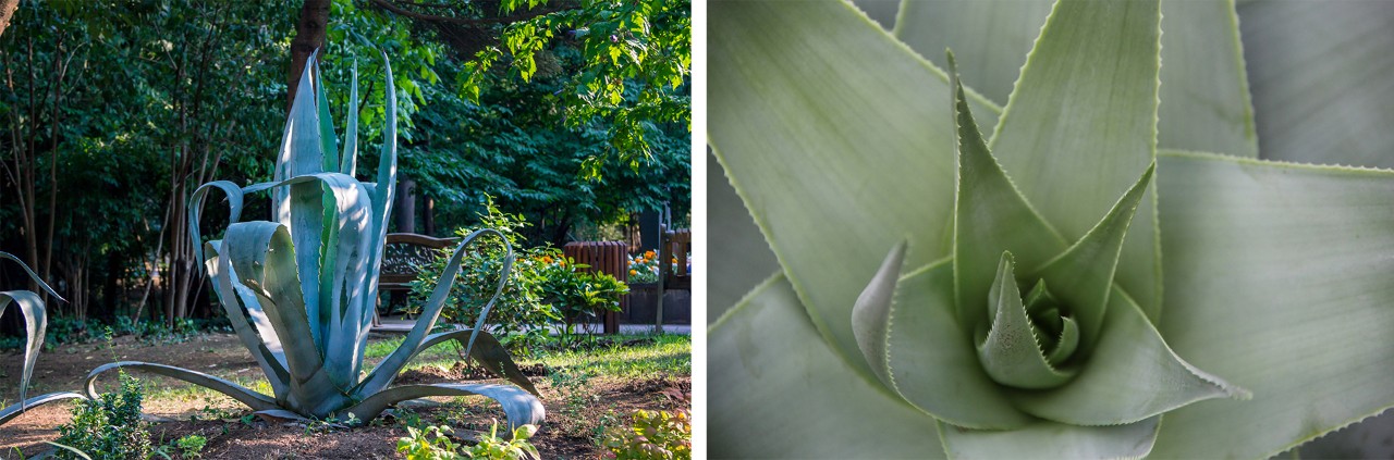 Reflexed leaf blades (left) and rosette arrangement of leaves (right)