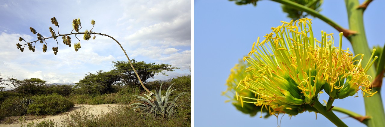 Flowering stalk (left) and close-up of yellow blooms (right)