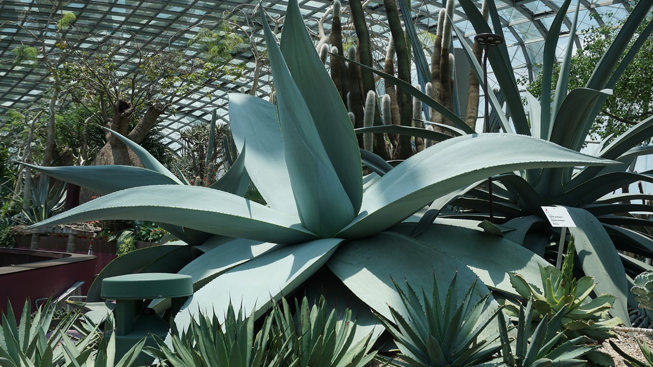 Agave spp. in Succulent Garden, Flower Dome