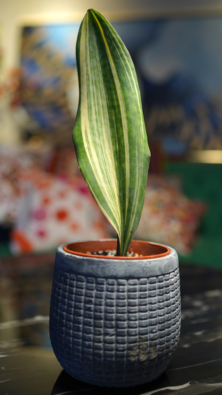 Does this leaf remind you of a humpback whale fin, just breaching the ocean’s surface?