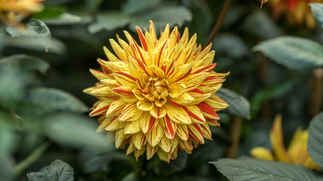 Dahlia ‘Striped Vulcan’ - a representative of the semi-cactus floral form. 