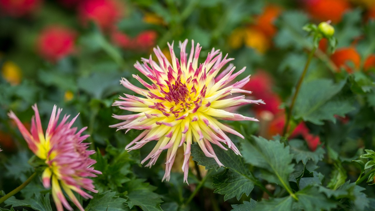 Dahlia ‘Lindsay Michelle’ - a fimbriated cactus dahlia cultivar.