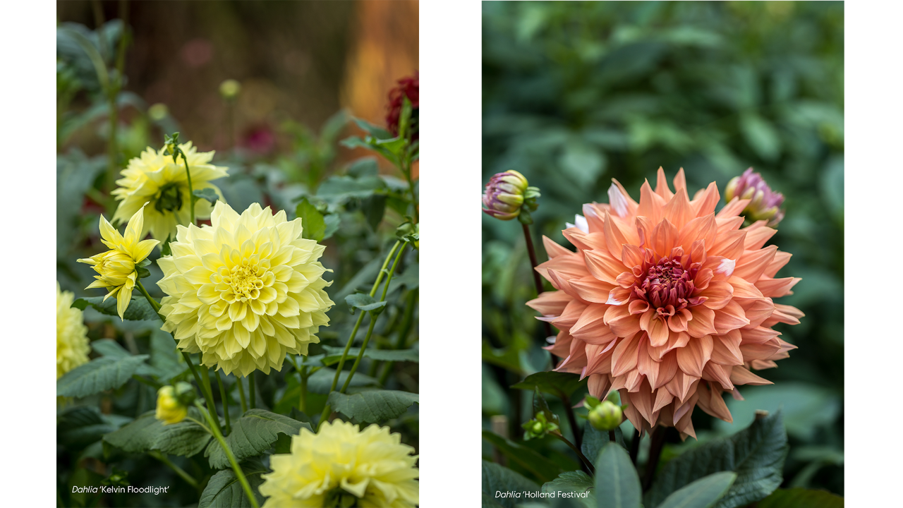 Dahlia 'Kelvin Floodlight’ (left) and Dahlia ‘Holland Festival’  (right) — two dinner plate-sized dahlias!