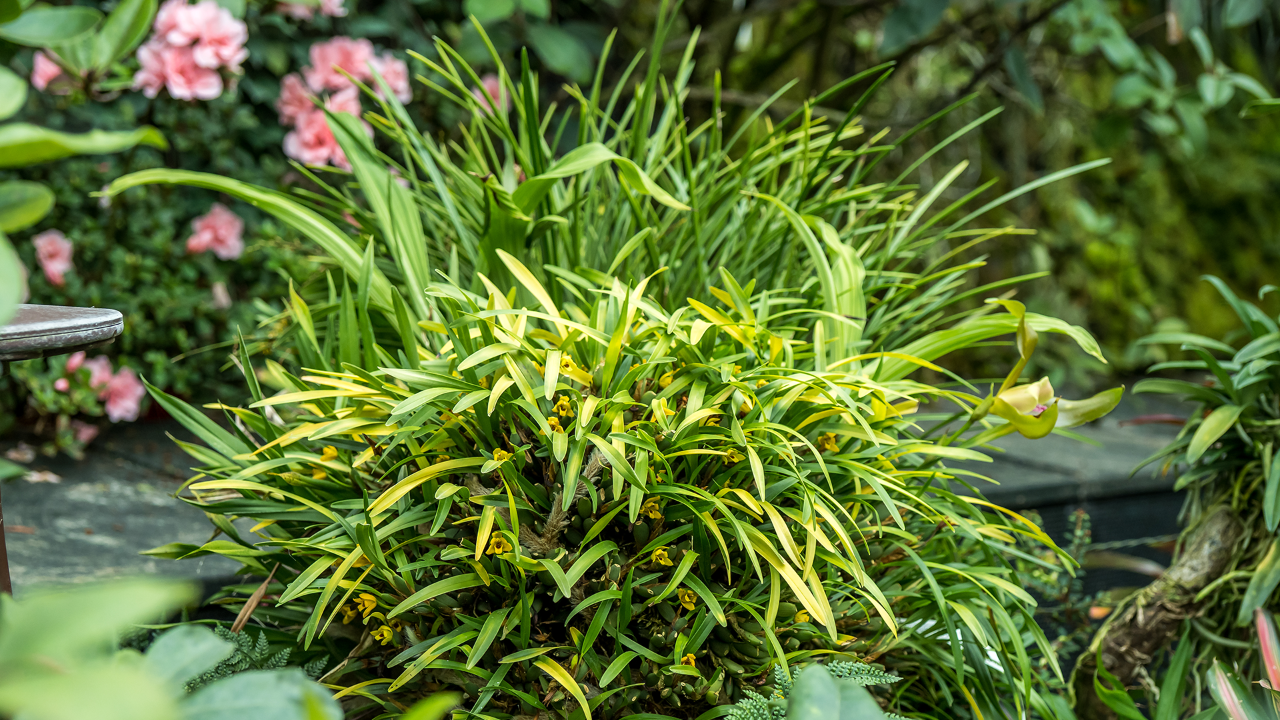 Maxillaria variabilis in bloom in the Cloud Forest. Try and spot the cute little flowers!