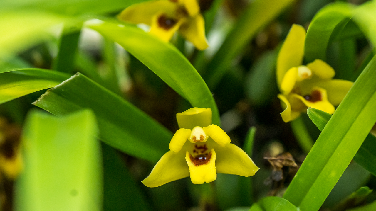 Closeup of the orchid. This is a yellow-flowered variation of the species.