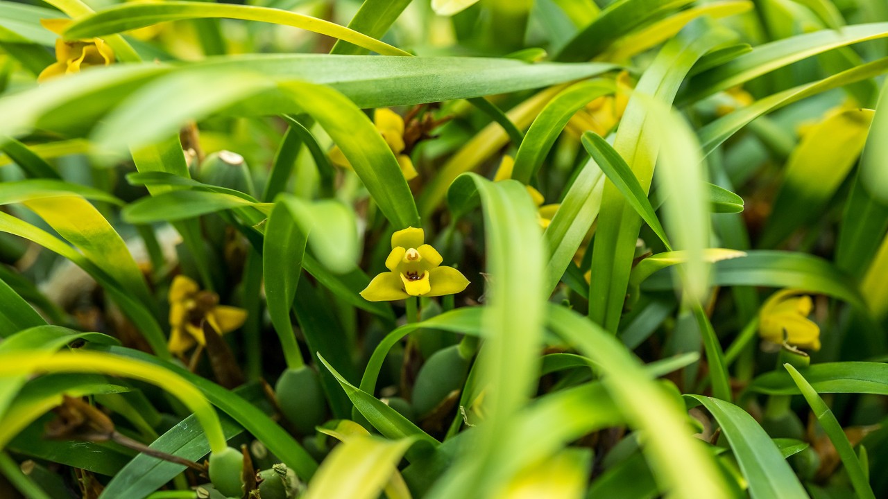 Inflorescences of Maxillaria variabilis.