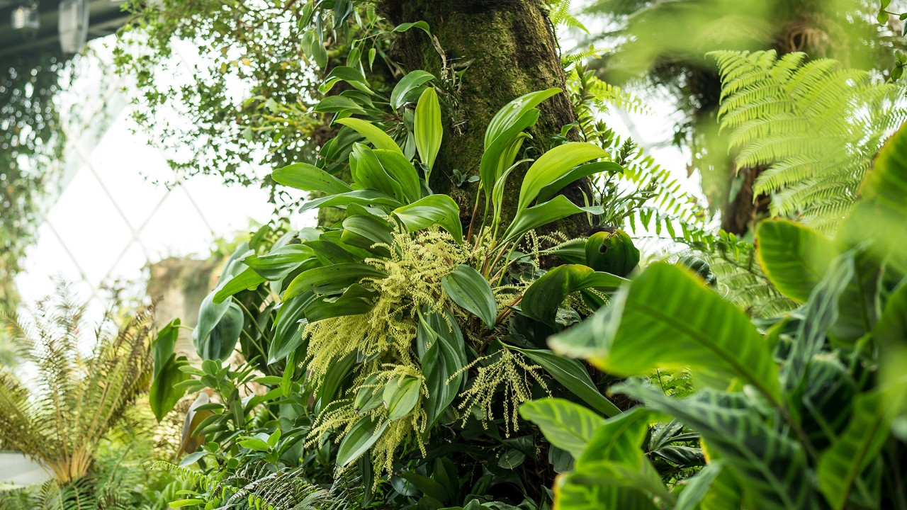 Stelis dapsilis mounted on a tree fern.  