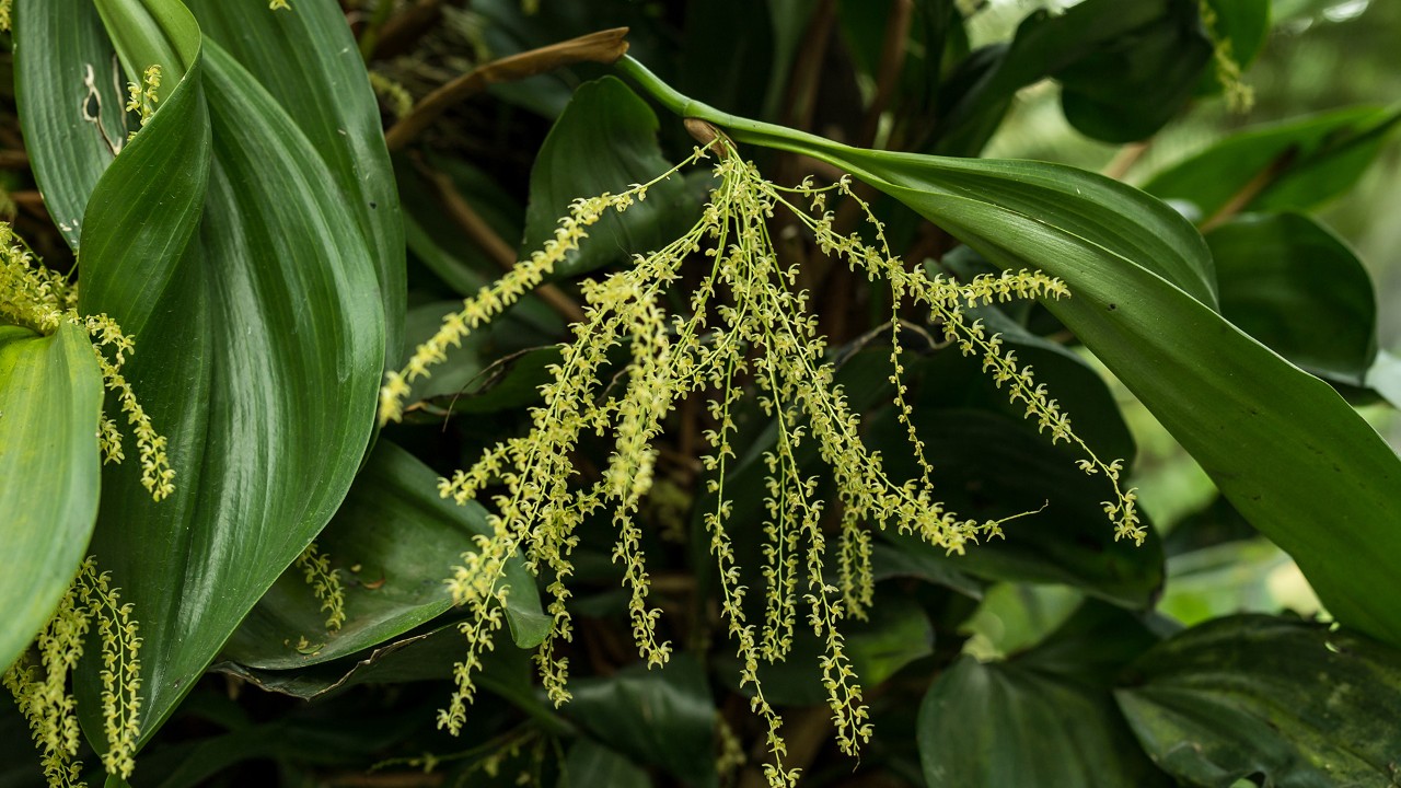 Inflorescence of Stelis dapsilis