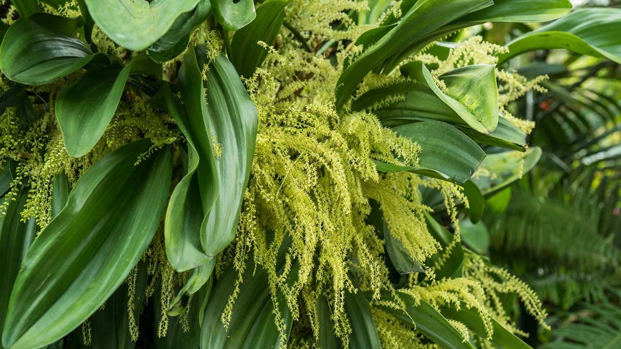 Stelis dapsilis in full, magnificent bloom