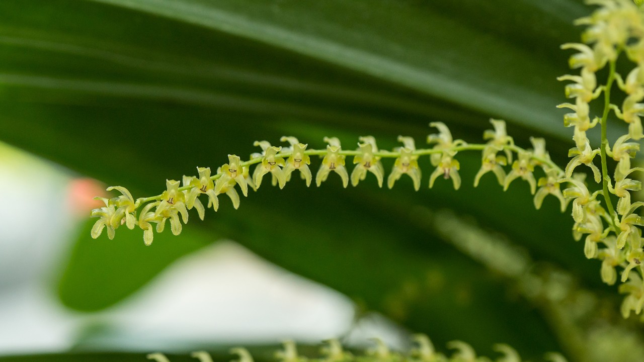 Closeup of Stelis dapsilis flowers  