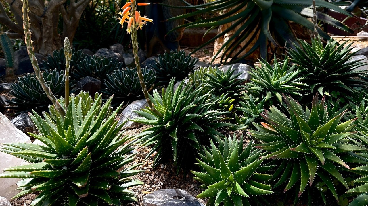 The dense, miniature rosettes of Aloe Crosby’s Prolific. A few plants have produced multiple plantlets, forming a lush and crowded colony.  