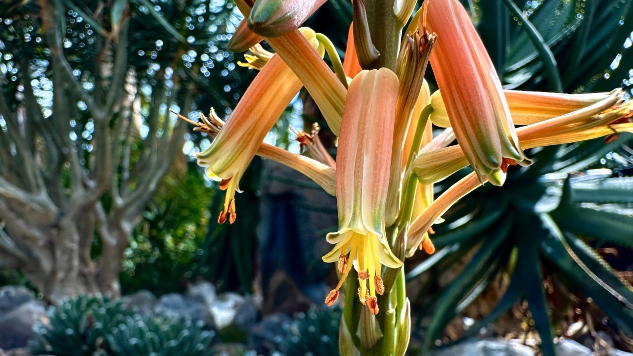 The tubular orange-red flowers each have six stamens and one stigma protruding from the perianth (the collective term for a flower's non-reproductive parts, namely the sepals and petals, or tepals, when sepals and petals look similar, as in the genus Aloe).