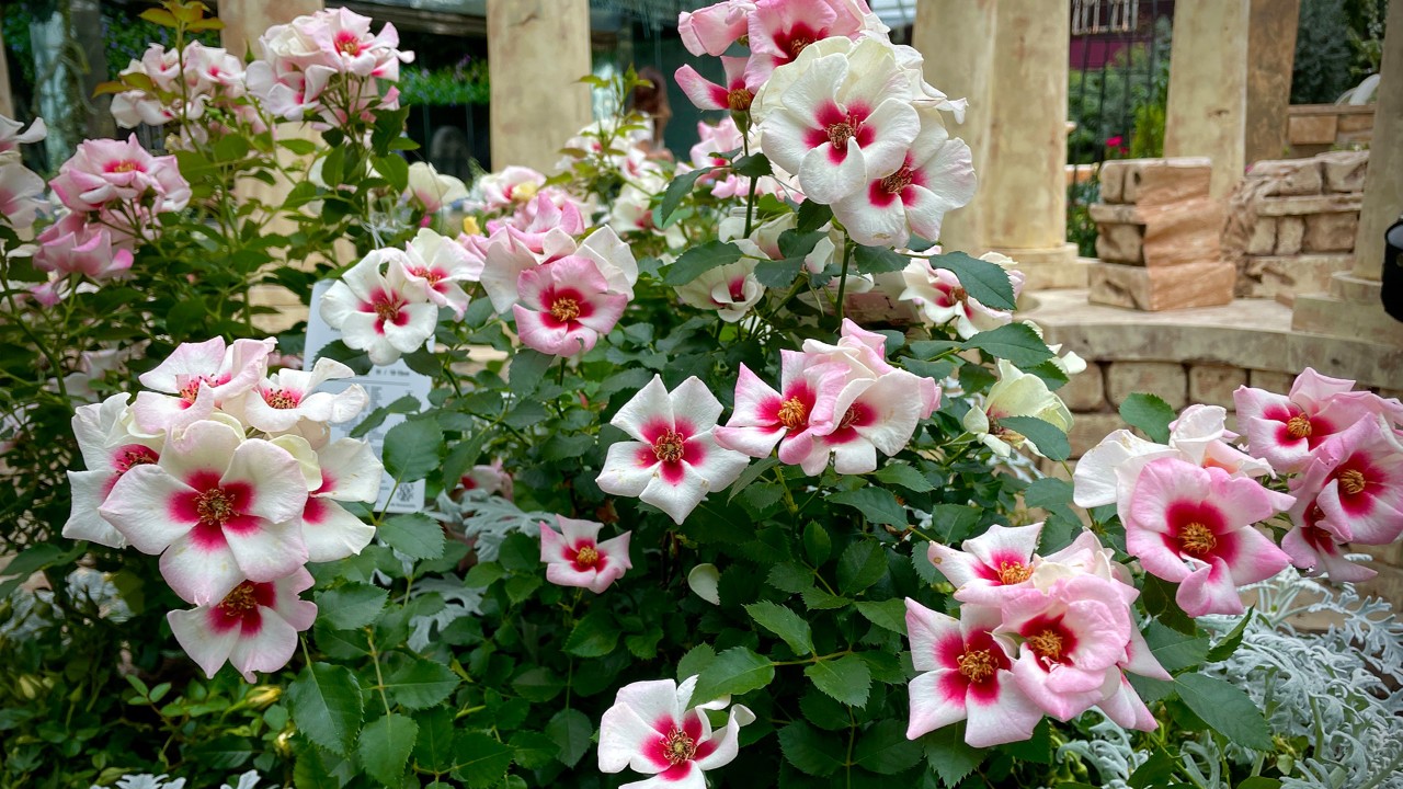 The 'Aria Babylon Eyes' rose cultivar is a hybrid of the Persian rose (Rosa persica).