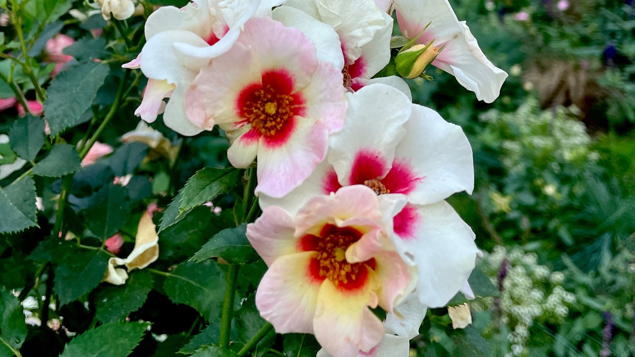 Close-up of 'Aria Babylon Eyes' rose currently on display in Rose Romance in Flower Dome.