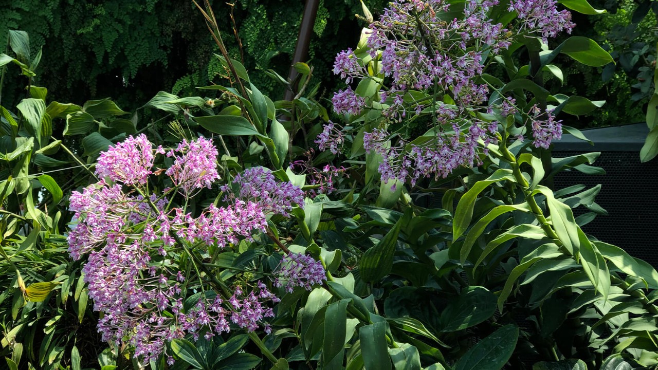 Epidendrum atacazoicum with its reed-like stems and flowering spikes (inflorescences)