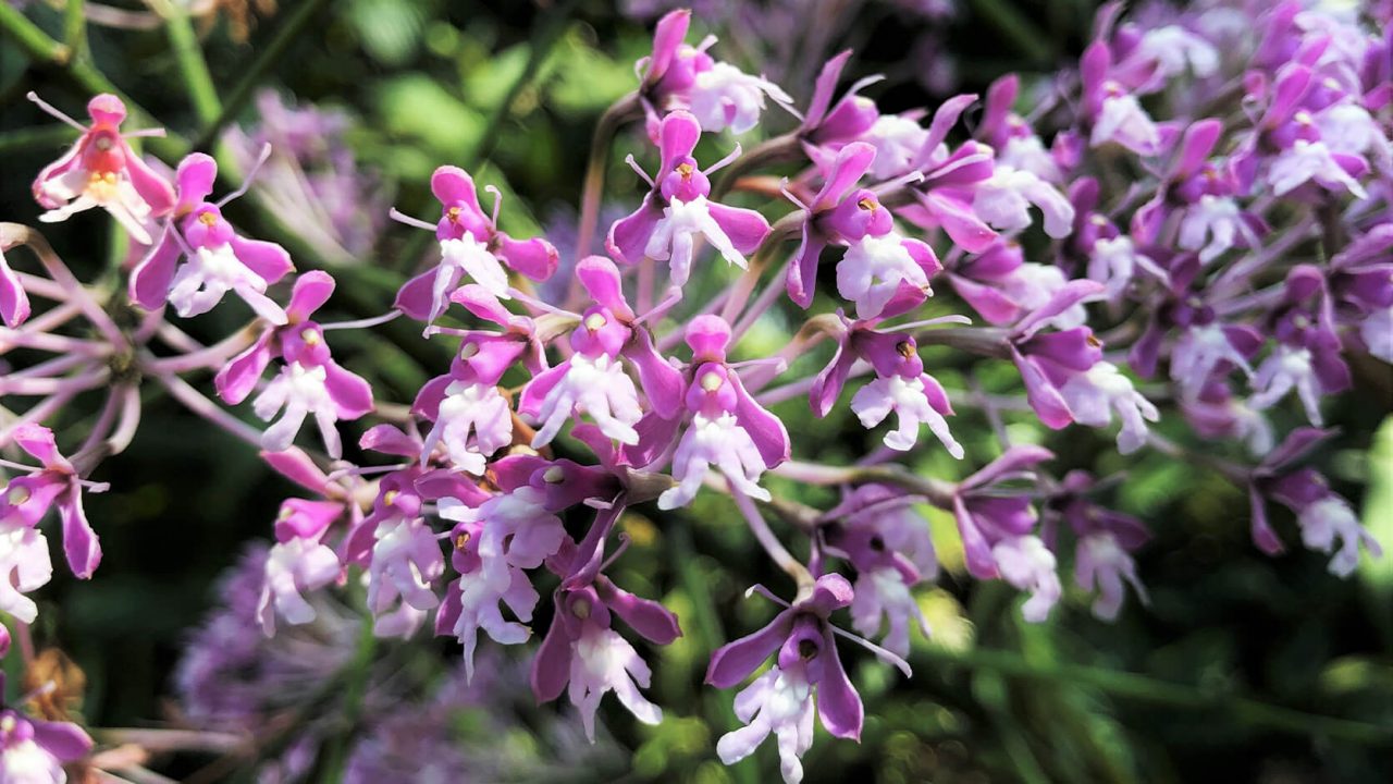 Sweet Osmanthus (Osmanthus fragrans)