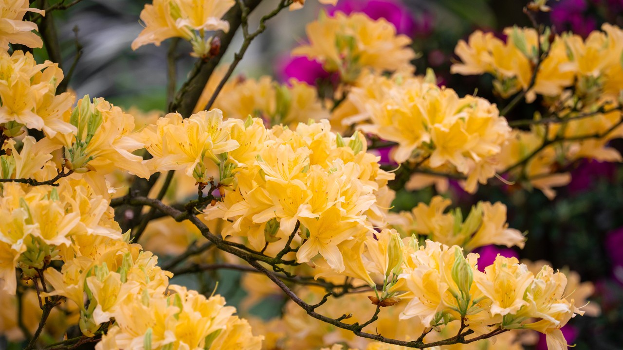 Azaleas of Shangri-La