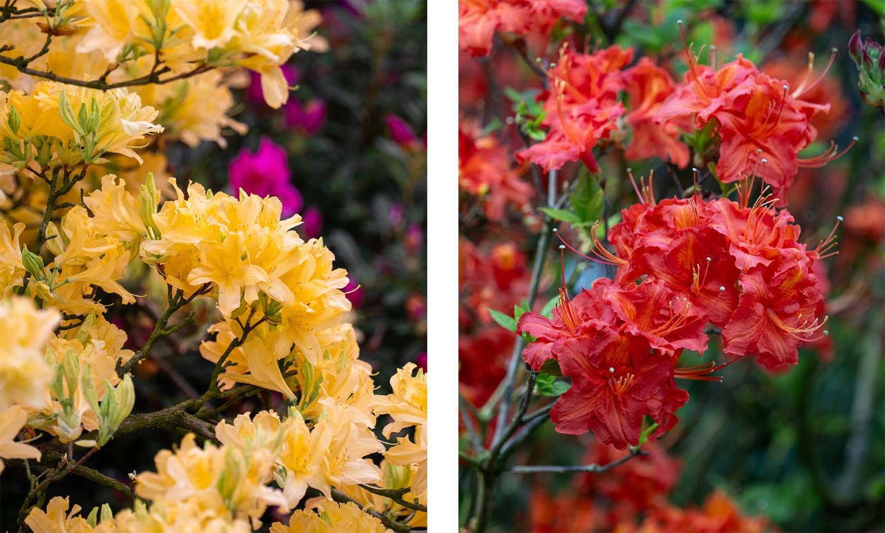 Rhododendron mollis is a hybrid deciduous azalea that produces large clusters of 7 to 13 flowers and can grow up to 180cm tall!