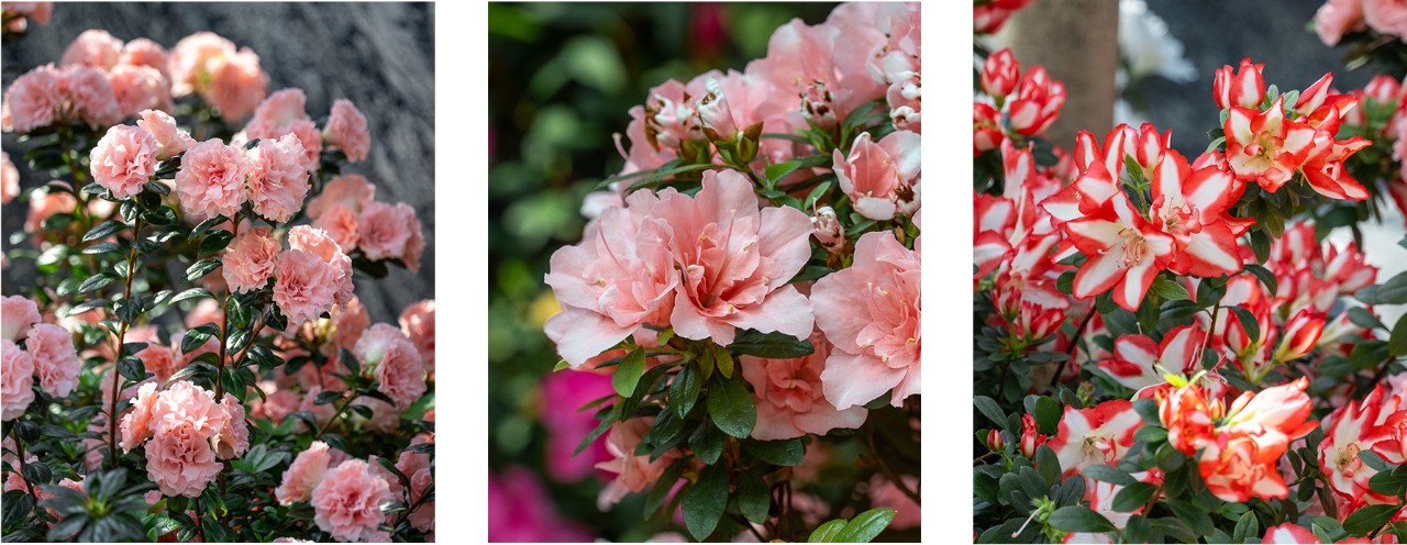 Left to right: Double-petaled flowers, semi-double petaled flowers, Single petaled flowers with thick, coloured margins.