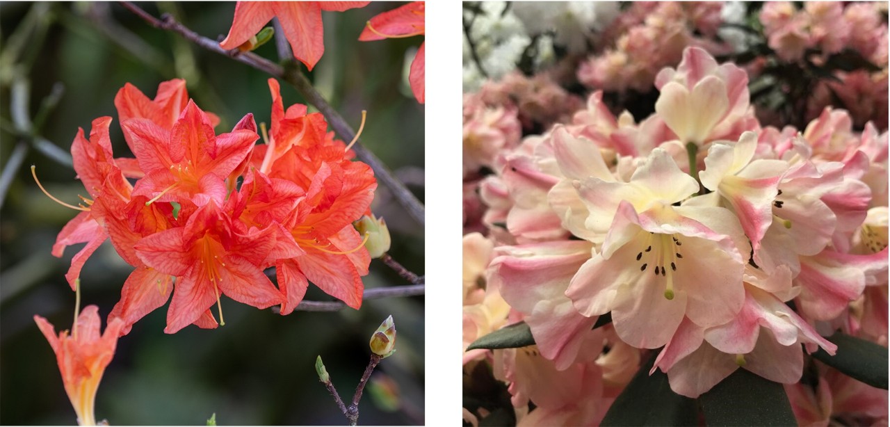 Can you spot the difference between the inflorescence of an azalea (Rhododendron ‘Knap Hill’ hybrid) on the left and a rhododendron (Rhododendron ‘Sierra Sunset’) on the right?