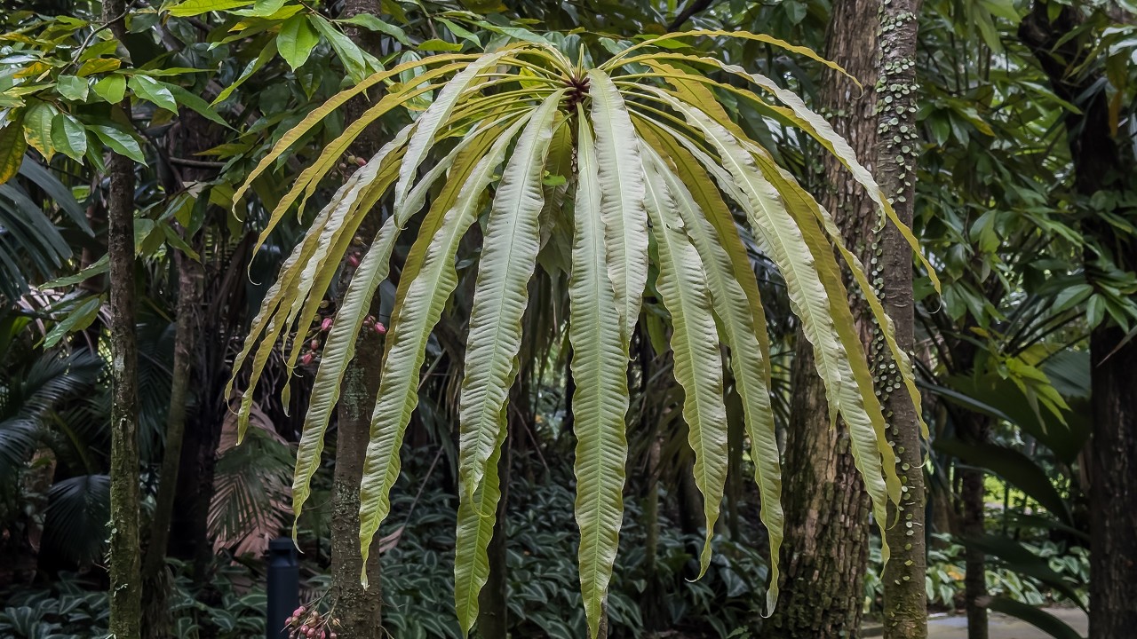The lanceolate leaves of Barringtonia papuana. 