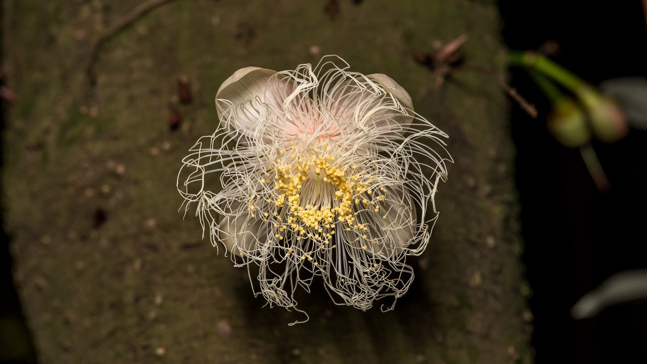 Close-up of the flower of Barringtonia papuana. 