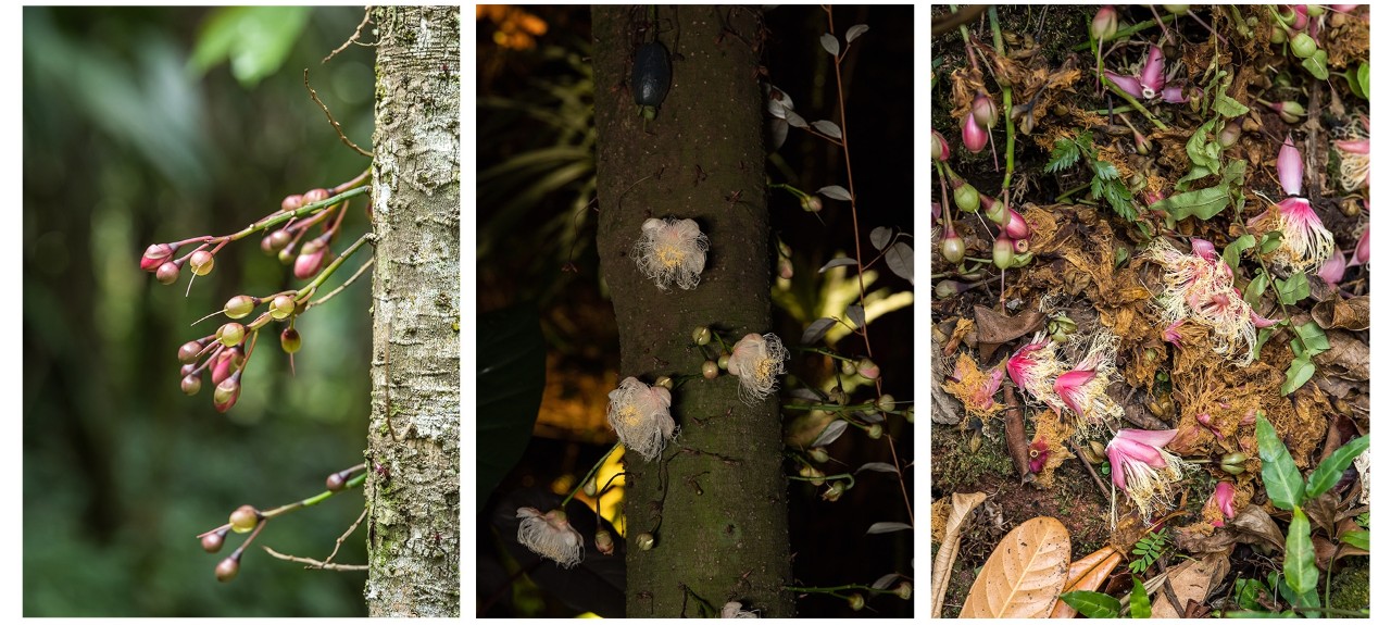 [From left to right] Barringtonia papuana flower buds developing in the daytime, and flowers blooming in the evening. The spent flowers are scattered on the base of the tree trunk! 