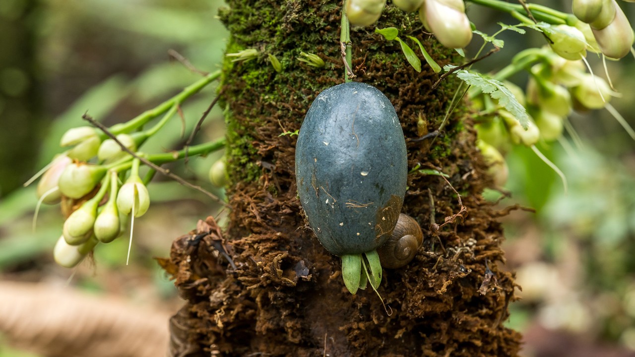 The ripened fruit of Barringtonia papuana. 