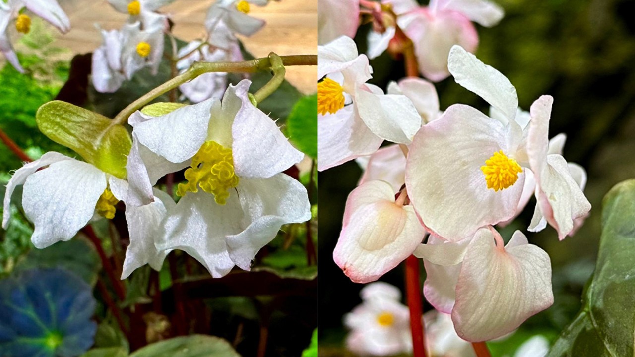 The comparison of the female (left) and male (right) flowers. There is only the female organ – the carpel - at the center of each of the female flowers, and only the male organ – stamens at the center of each of the male flowers. Two lobes of the three-lobed ovary are also visible on the base of the female flower at the far left of the left photo. In contrast, male flowers do not have an ovary at the base of each flower.