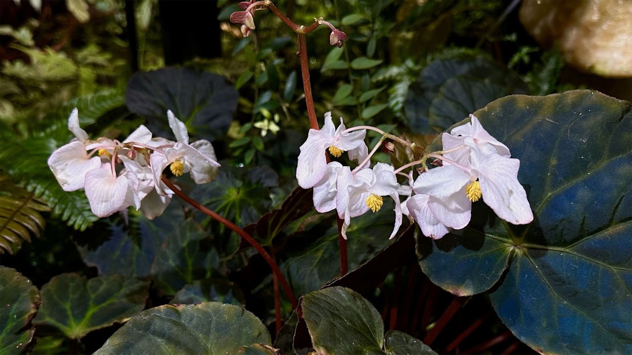 Peacock Begonia