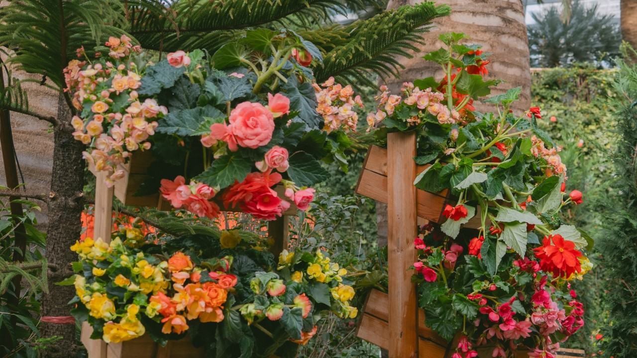 Begonia x tuberhybrida
