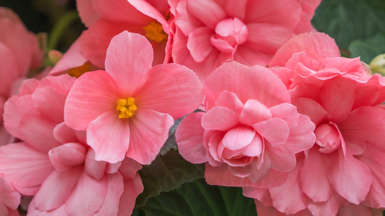 tuberous hybrid begonia cultivar