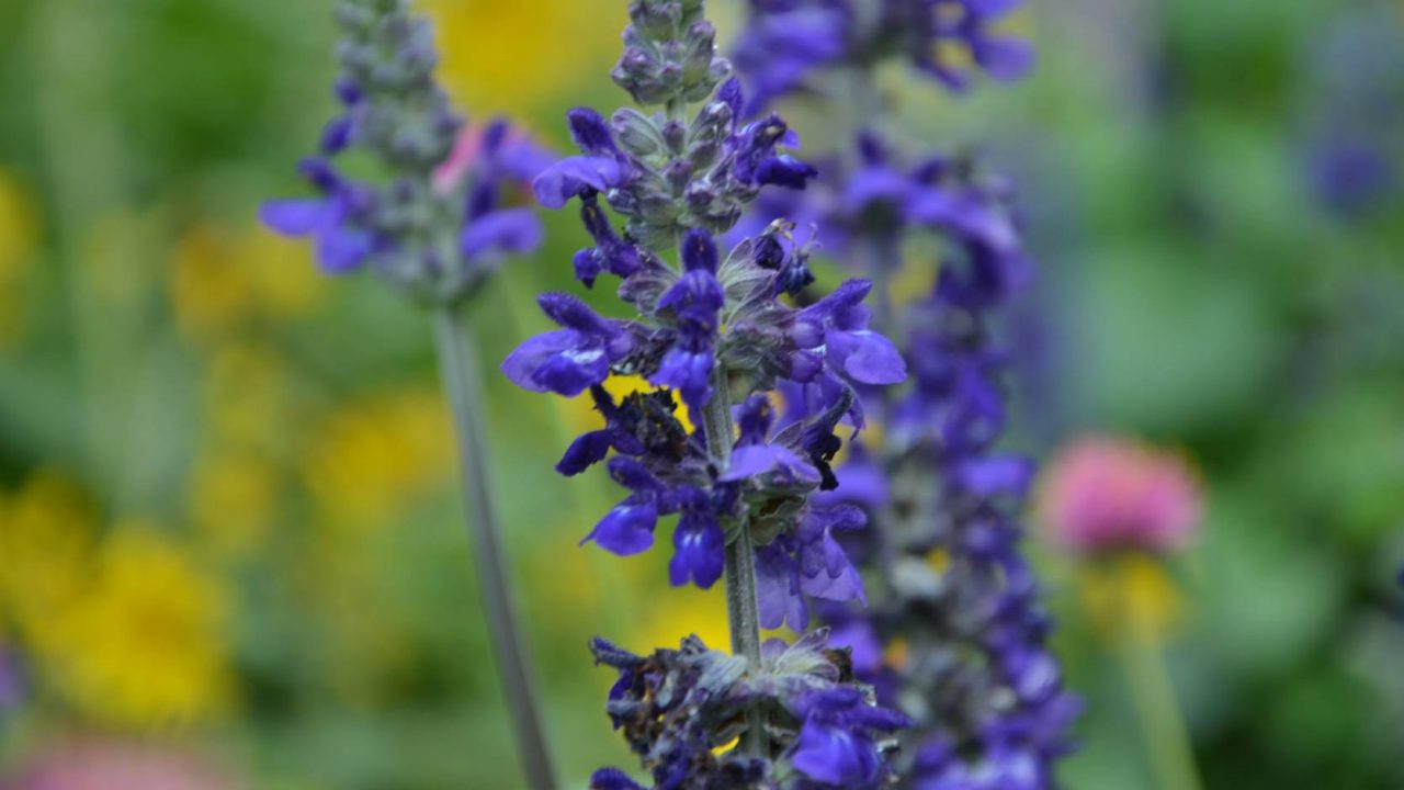 Close-up of the Salvia Big Blue flowers.