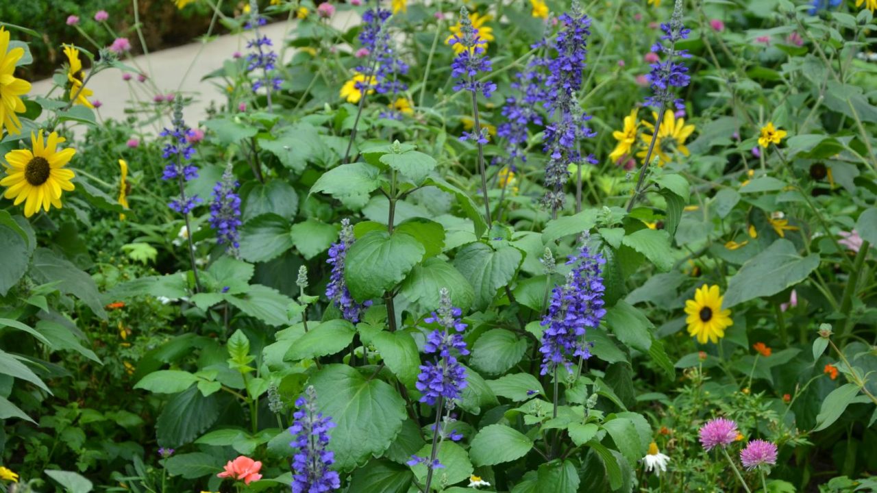 Eye-catching Salvia Big Blue flowers amongst the sunflowers.