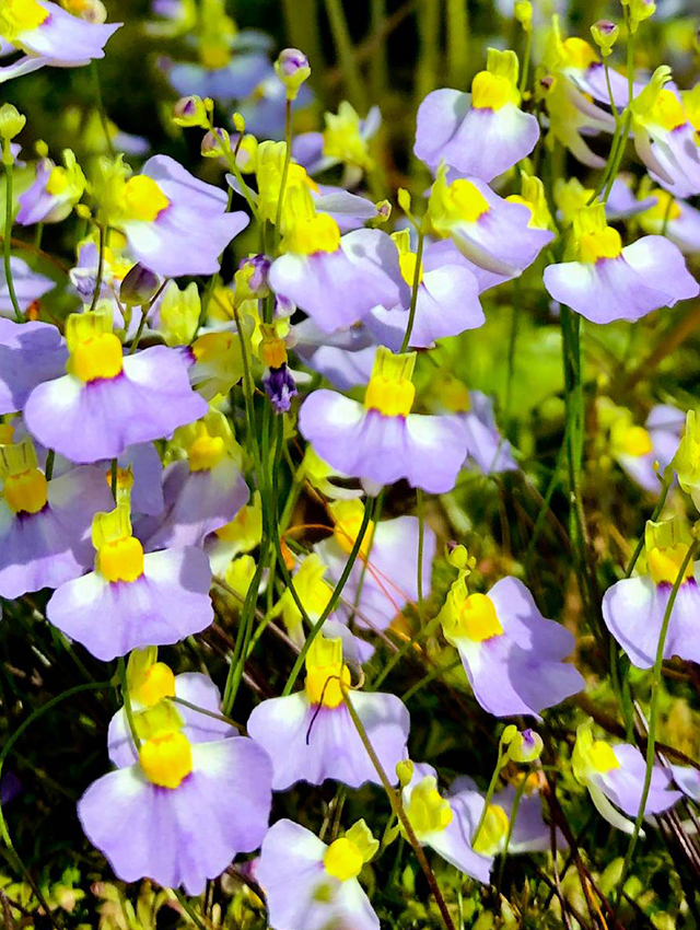 Dainty U. bisquamata flowers.