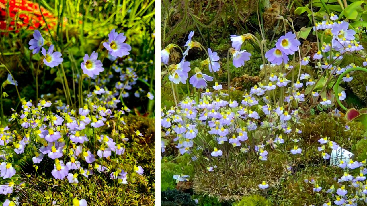 U. bisquamata (shorter, smaller flowers) and another species of carnivorous plant from the same family, butterwort (Pinguicula sp.; taller, round flowers) in bloom in the Lost World of Cloud Forest.