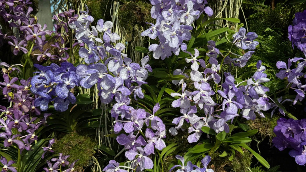 Blue Vanda (Vanda coerulea)