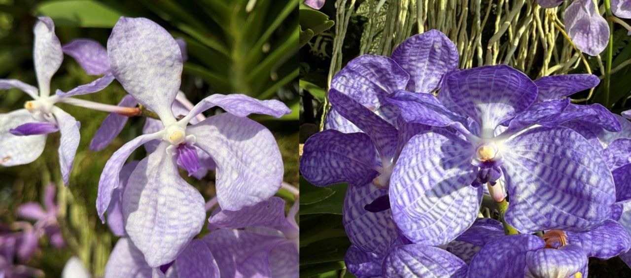 It is often said that true sky-blue can only be found of the cultivated orchids in the blooms of the blue vanda (Vanda coerulea). 