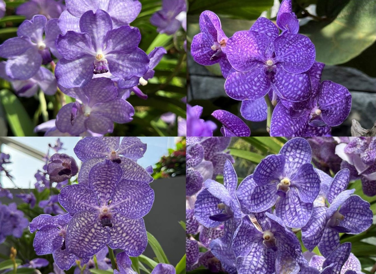 Blue Vanda (Vanda coerulea) 
