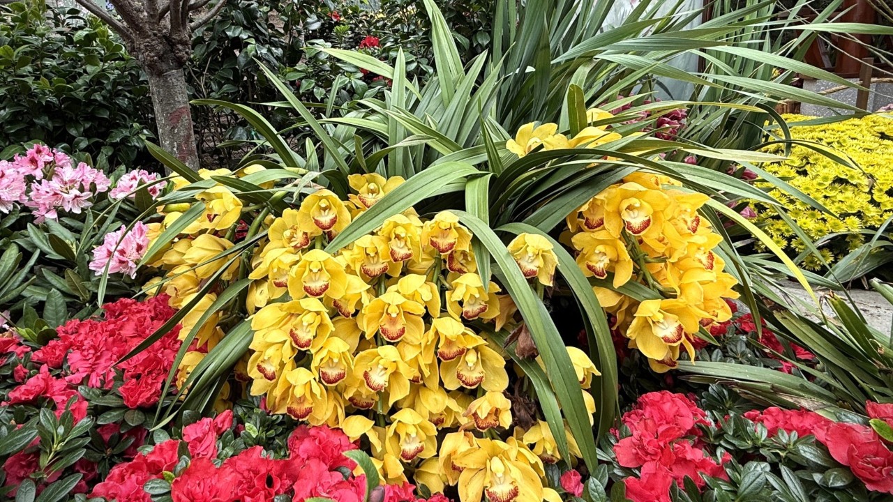   Pendulous Cymbidium inflorescences showcasing a rich display of bright yellow flowers. 