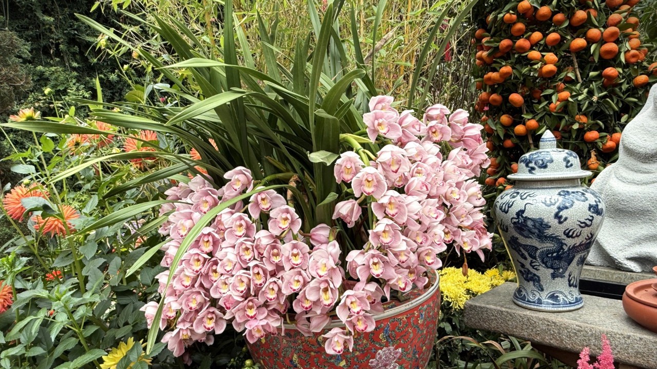 Masses of pink cymbidium flowers spill out of decorative Chinese bowls with floral motifs.  